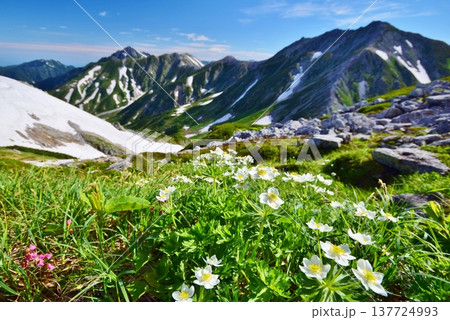 立山アルペンルート 夏山縦走 立山アルペンルート 夏山縦走 137724993