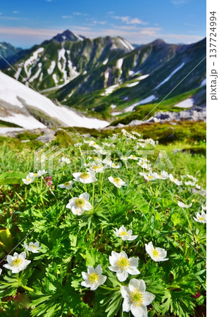 立山アルペンルート 夏山縦走 立山アルペンルート 夏山縦走 137724994