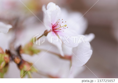 桜　00015 137725057