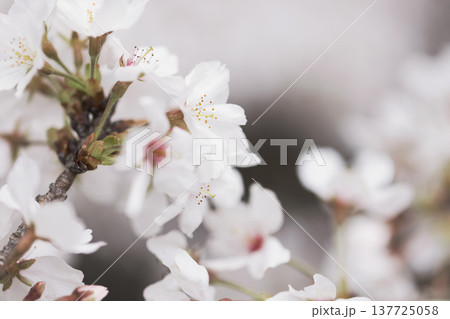 桜　00016 137725058