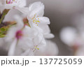 桜　00017 137725059