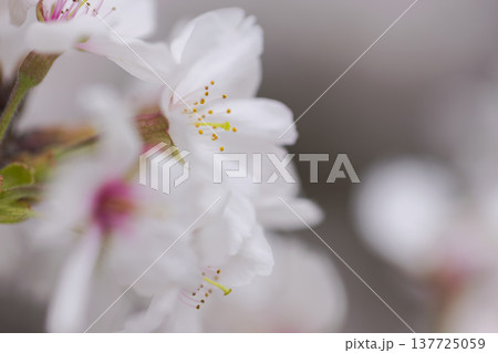 桜 00017 桜 00017 137725059