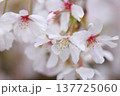 桜　00018 137725060