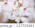 桜　00019 137725061