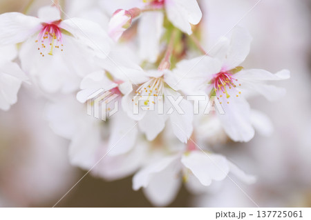 桜 00019 桜 00019 137725061
