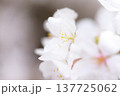 桜　00020 137725062