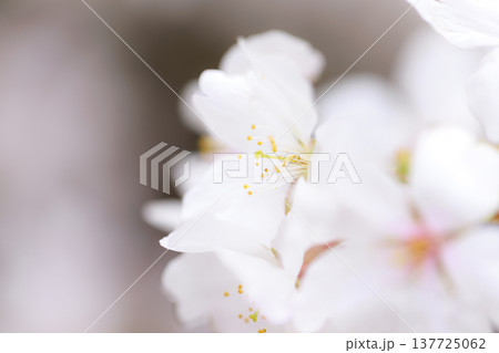 桜　00020 137725062