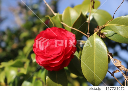 赤い椿 赤い椿 137725072
