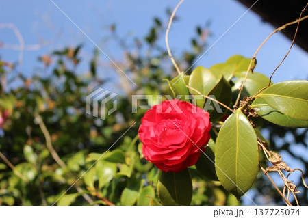 赤い椿 137725074