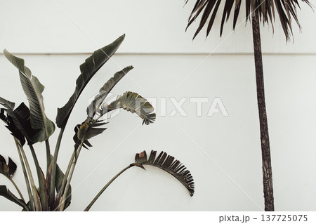 Minimal tropical plants and white wall Minimal tropical plants and white wall 137725075
