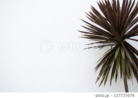 Minimal tropical plant on white wall background Minimal tropical plant on white wall background 137725076