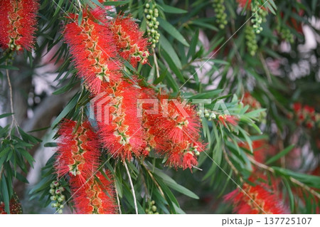 ブラシの木の赤い花が咲いています 137725107