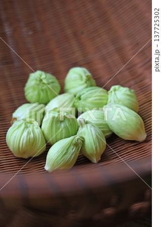 山菜(ふきのとう) 山菜(ふきのとう) 137725302