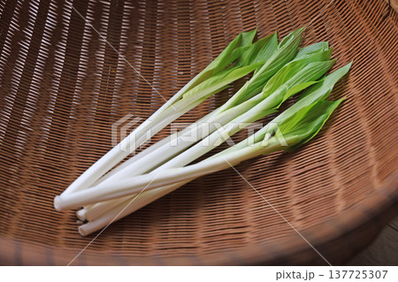 山菜（うるい） 137725307