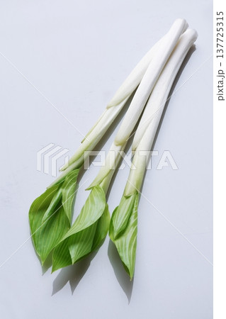 山菜(うるい) 山菜(うるい) 137725315