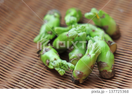 山菜（タラの芽） 137725368