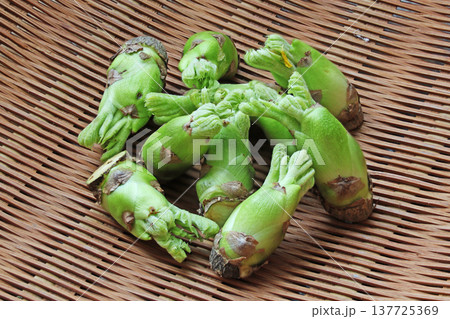 山菜（タラの芽） 137725369