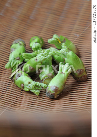 山菜(タラの芽) 山菜(タラの芽) 137725370