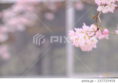 窓と早咲き桜のイメージ素材 137725459