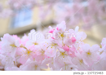 窓と早咲き桜のイメージ素材 窓と早咲き桜のイメージ素材 137725463