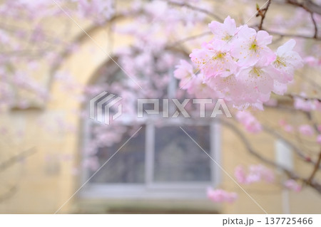 窓と早咲き桜のイメージ素材 137725466