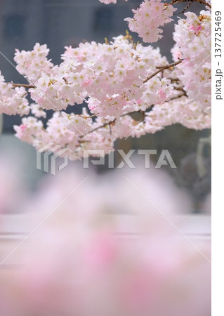 窓と早咲き桜のイメージ素材 137725469