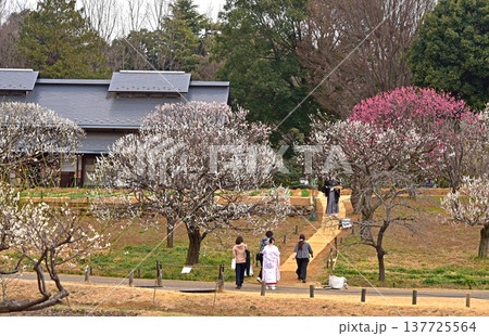 春の花 梅のある風景 春の花 梅のある風景 137725564