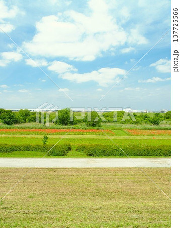 除草された土手から見る初夏の朝のポピー畑のある江戸川河川敷風景 除草された土手から見る初夏の朝のポピー畑のある江戸川河川敷風景 137725566