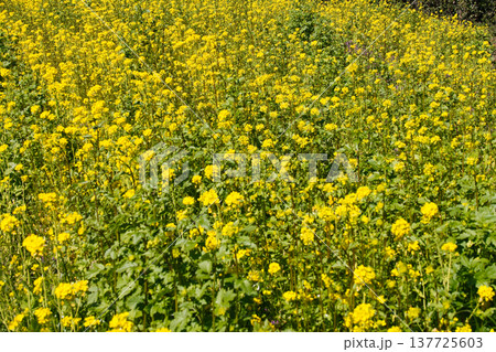 くりはま花の国の菜の花 137725603