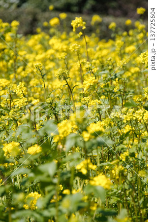くりはま花の国の菜の花 くりはま花の国の菜の花 137725604