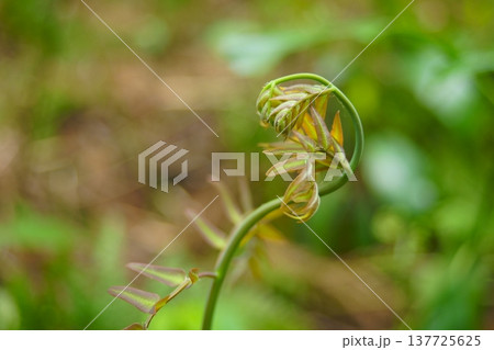 開き始めたゼンマイの若芽 137725625