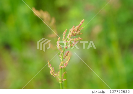 スイバの花序 スイバの花序 137725626