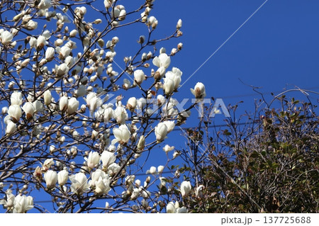 早春の庭に咲く白いハクモクレンの花 早春の庭に咲く白いハクモクレンの花 137725688