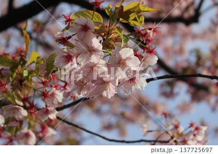 青空に映える桜 青空に映える桜 137725697