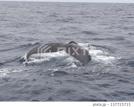 ザトウクジラ　フルークダウン 137725715