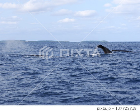 ザトウクジラ テール ザトウクジラ テール 137725719