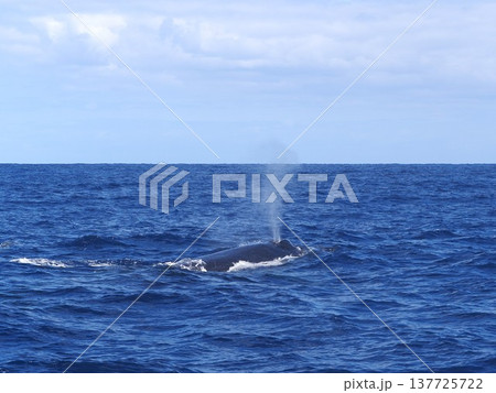 ザトウクジラ　ブロー 137725722