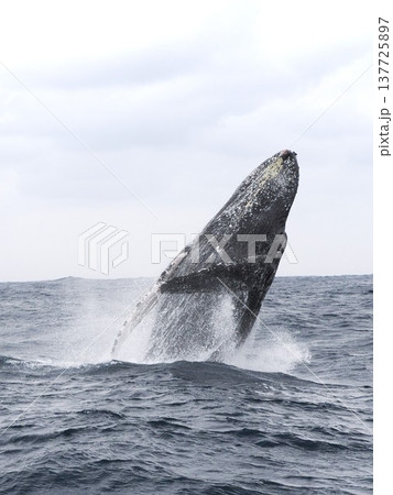 ザトウクジラ ブリーチ ザトウクジラ ブリーチ 137725897