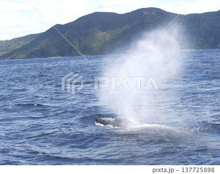ザトウクジラ　ブロー 137725898