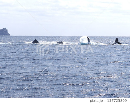 ザトウクジラ ヒートラン ザトウクジラ ヒートラン 137725899