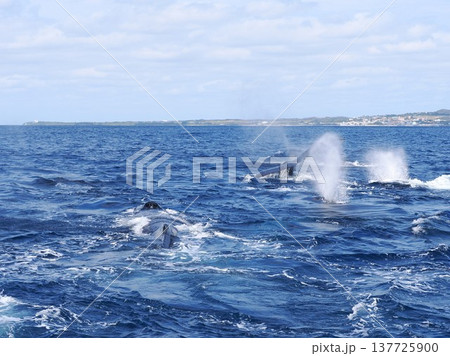 ザトウクジラ　ヒートラン 137725900