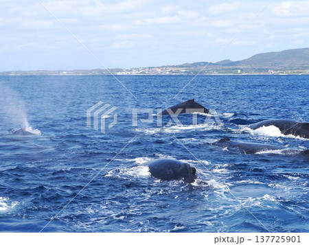 ザトウクジラ ヒートラン ザトウクジラ ヒートラン 137725901