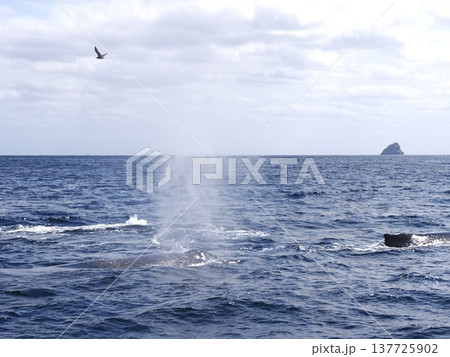 ザトウクジラ ヒートラン ザトウクジラ ヒートラン 137725902