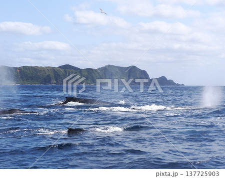 ザトウクジラ　ヒートラン 137725903