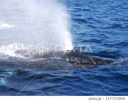 ザトウクジラ　ブロー 137725904