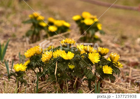 春の花　福寿草 137725938