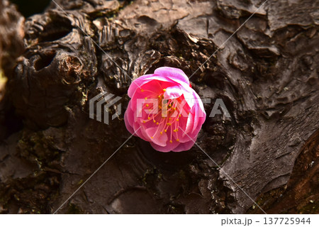 春の花　梅一輪 137725944