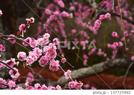 春の花　梅 137725992