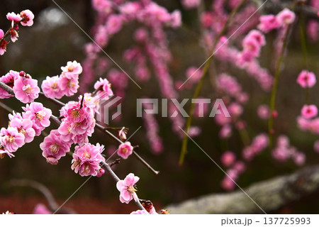 春の花　梅一輪 137725993