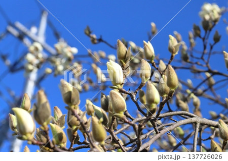早春の庭に咲く白いハクモクレンの花 137726026